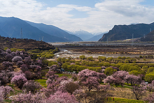 西藏林芝嘎啦桃花村