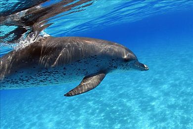 斑海豚图片