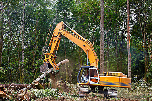 反铲挖土机,切削,树,波特兰,俄勒冈,美国