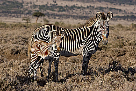 斑马,细纹斑马,小马,莱瓦野生动物保护区,北方,肯尼亚