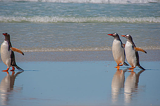 福克兰群岛首都斯坦利巴布亚企鹅
