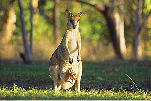 小袋鼠,幼兽,北领地州,澳大利亚