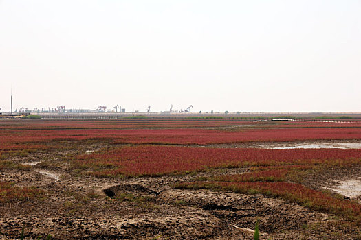 红海滩