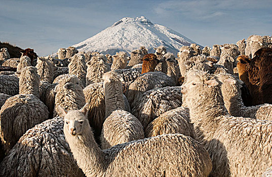 羊驼,活火山,世界,围绕,国家公园,安第斯山,厄瓜多尔