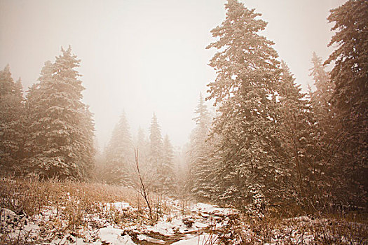 积雪,树林,雾气,乡村,俄罗斯