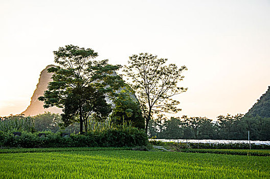 桂林喀斯特田园风光