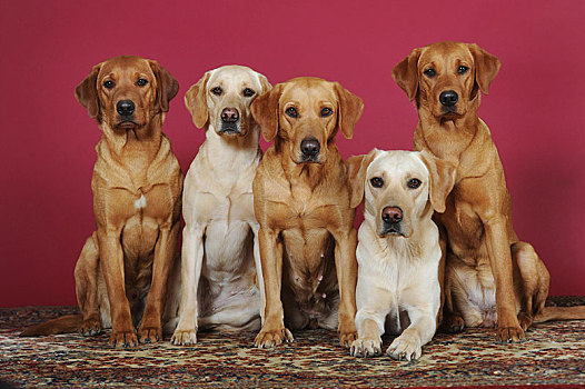 拉布拉多犬,黄色,雄性,雌性,坐,靠近,相互,奥地利,欧洲
