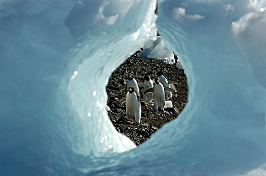 南极,南极半岛,岛屿,阿德利企鹅,走,海滩,洞,冰,鹅卵石
