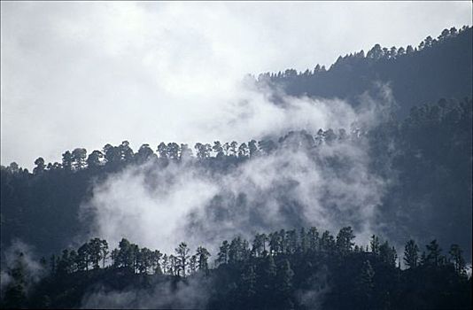 脊,雾,帕尔玛,加纳利群岛,西班牙