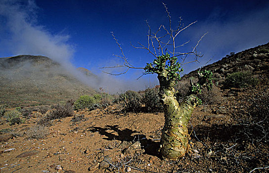 植物,里希特斯韦德国家公园,北开普,南非