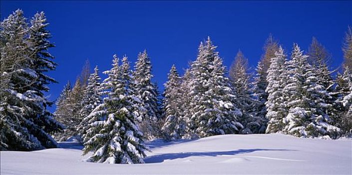 法国,风景,冷杉,雪