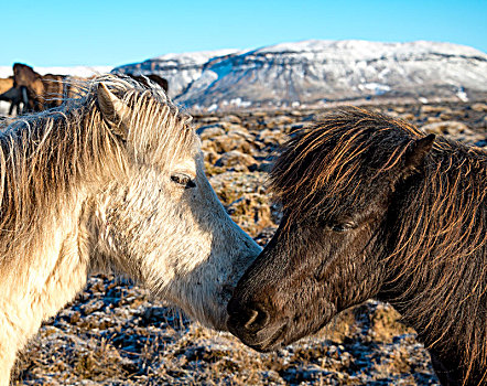两个,冰岛马,马,嗅,相互,动物,南方,冰岛,欧洲
