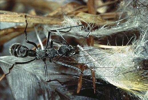蚂蚁,喝,早晨,露珠,羽毛,收集,巢,入口,样板,干燥,荒芜,区域,班加罗尔,印度