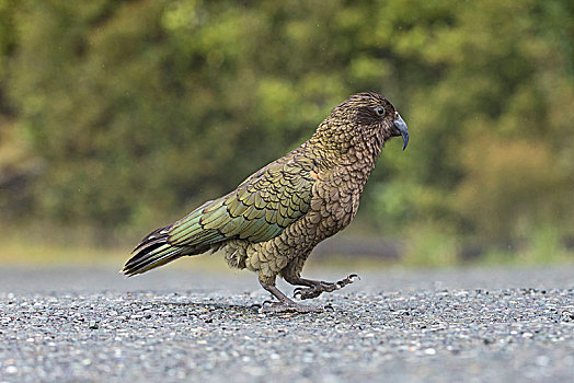 食肉鹦鹉,啄羊鹦鹉,跑,途中,峡湾国家公园,南部地区,新西兰,大洋洲