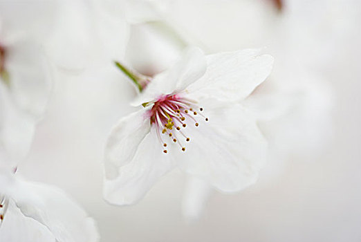 白色,日本,花,花瓣