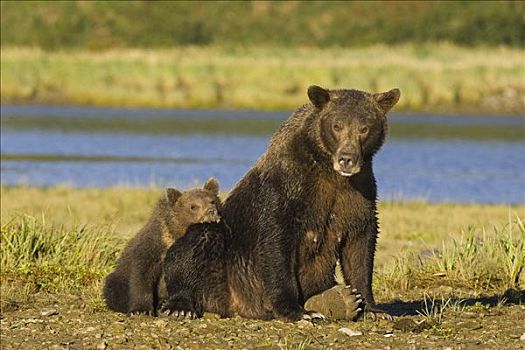 大灰熊,棕熊,老,幼兽,休息,迎面,母亲,卡特麦国家公园,阿拉斯加