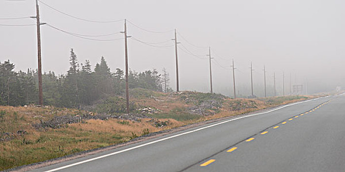 道路,雾气,纽芬兰,拉布拉多犬,加拿大