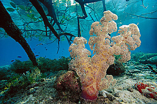 软珊瑚,红树林,根部,印度尼西亚