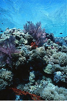 水下视角,珊瑚礁,贝劳,密克罗尼西亚