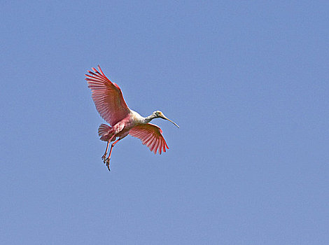 粉红琵鹭,飞,空中,德克萨斯,美国