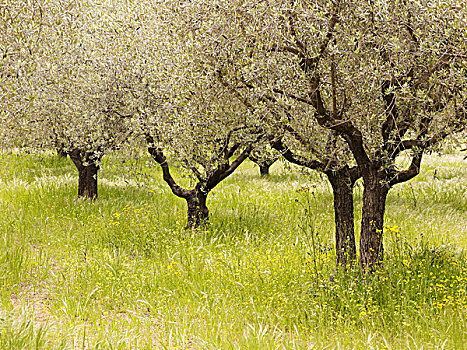 橄榄树,法国,欧洲