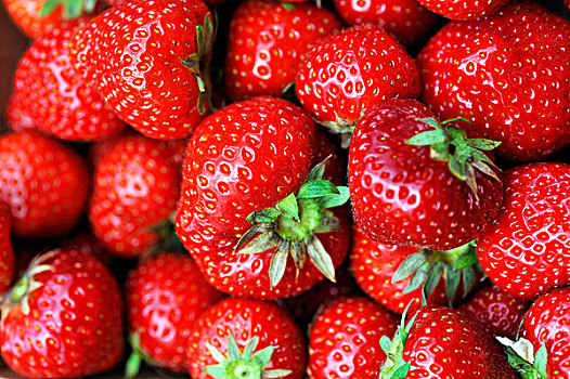 新鲜,草莓,草莓属