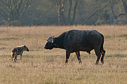 斑鬣狗,南非水牛,非洲水牛,对峙,纳库鲁湖国家公园,肯尼亚
