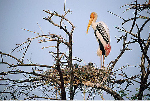 彩鹳,幼兽,鸟窝,卡欧迪欧国家公园,印度