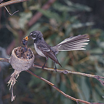 扇尾鸽,灰色,窝,年轻,澳大利亚