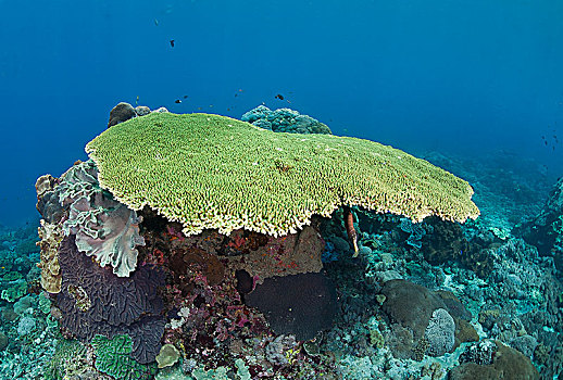 桌子,珊瑚,桌面珊瑚,巴厘岛,印度尼西亚,亚洲