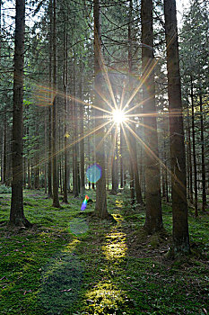 太阳光线,挪威针杉,欧洲云杉,树林,普拉蒂纳特,巴伐利亚,德国