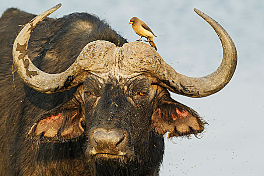 南非水牛,非洲水牛,公牛,牛椋鸟,黄嘴娟,大,哺乳动物,啄食,寄生物,皮肤,乔贝国家公园,博茨瓦纳,非洲