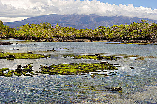 厄瓜多尔,加拉帕戈斯群岛,费尔南迪纳岛,海鬣蜥,藻类,退潮