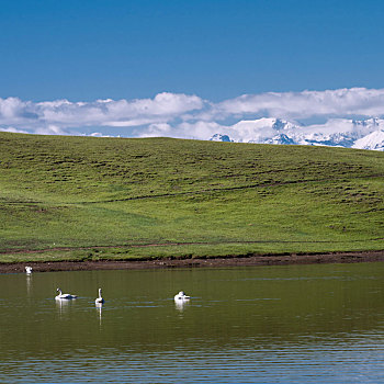新疆和静县巴音布鲁克小天鹅湖景点
