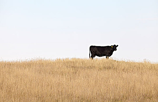 黑色,牛肉,母牛,站立,地点,夹锭钳,溪流,艾伯塔省,加拿大