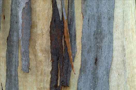 树皮,橡胶树,国家公园,塔斯马尼亚,澳大利亚