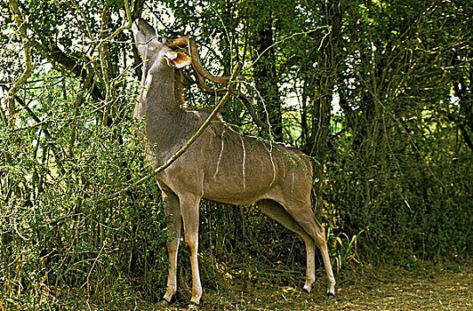 大捻角羚,雄性,吃,枝条,肯尼亚