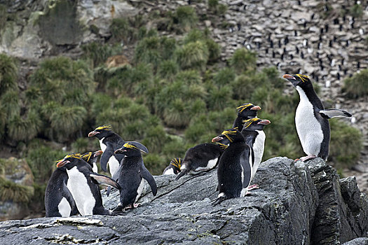 长冠企鹅,南乔治亚,南极