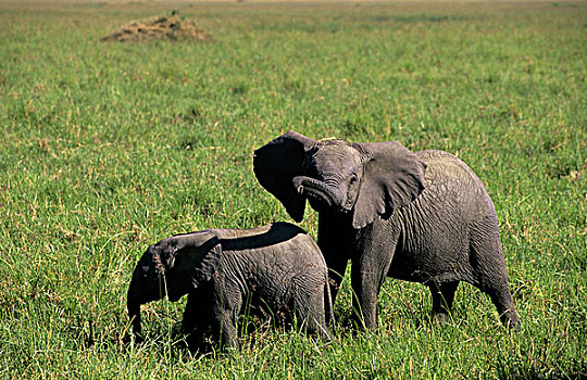 肯尼亚,马赛马拉,草地,大象,幼仔,两个月,2岁,玩