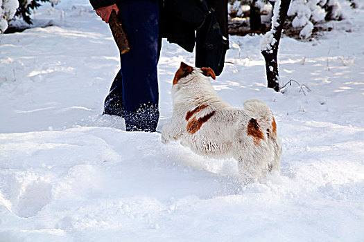 在白色雪地中奔跑着一只白黄花的小狗