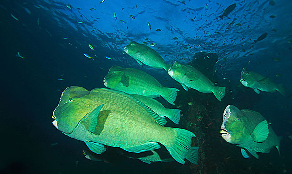 成群,绿色,鹦嘴鱼,巴厘岛,印度尼西亚,亚洲