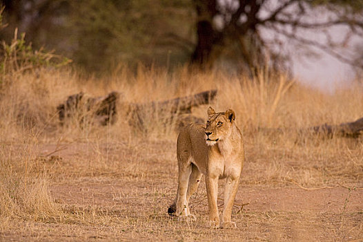 雌狮,国家公园,坦桑尼亚