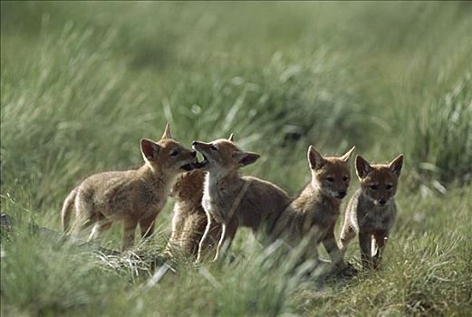 丛林狼,犬属,幼仔,玩,高草,冰川国家公园,蒙大拿