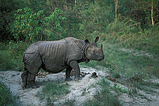 尼泊尔,奇旺国家公园,印度犀,印度犀牛,河