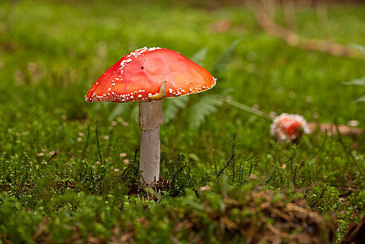 毒蝇伞,白毒蝇鹅膏菌,结果,苔藓,德国,欧洲