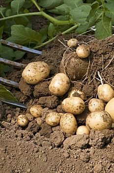 土豆,丰收,新土豆,农作物,叉子