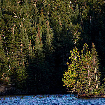 常青树,树林,湖岸,湖,木头,安大略省,加拿大