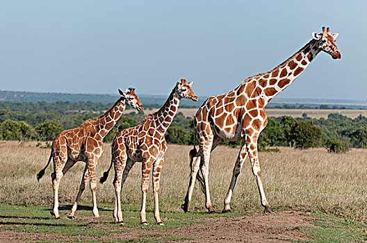 网纹长颈鹿,长颈鹿,母亲,幼兽,肯尼亚