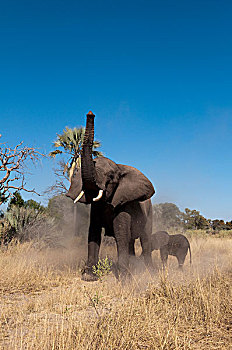 大象,幼兽,非洲象,露营,奥卡万戈三角洲,博茨瓦纳