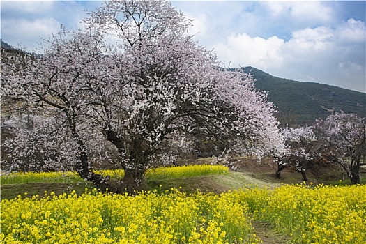 油菜花海桃花谷